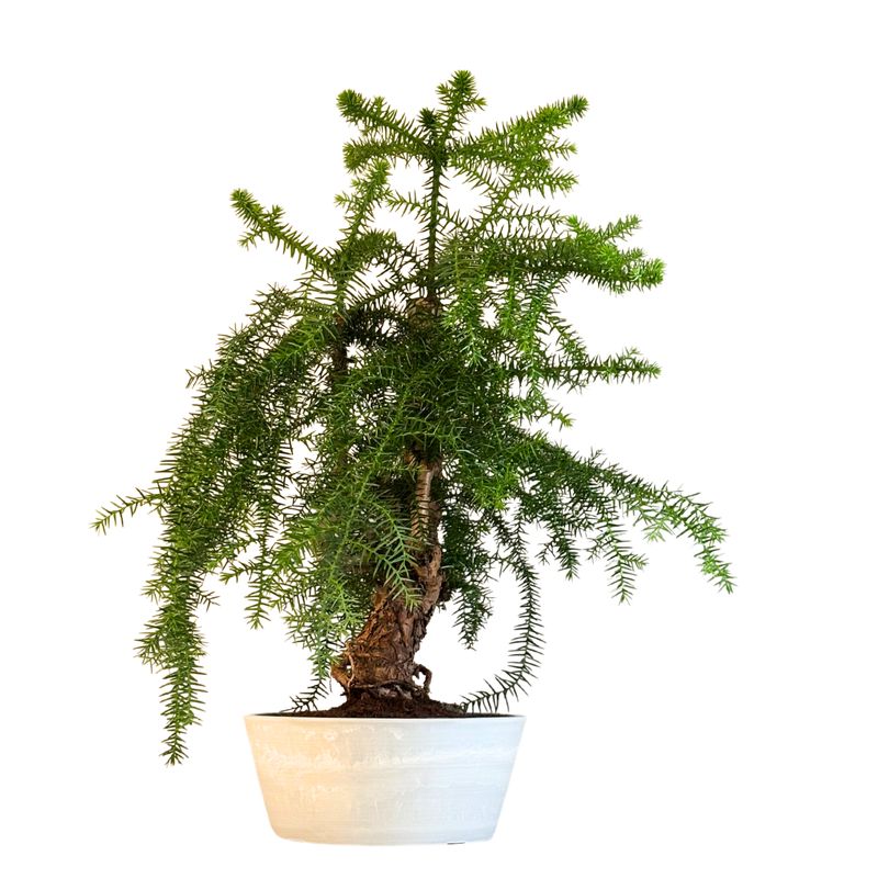 Araukaria Cunninghamii Bonsai P25 ARC2