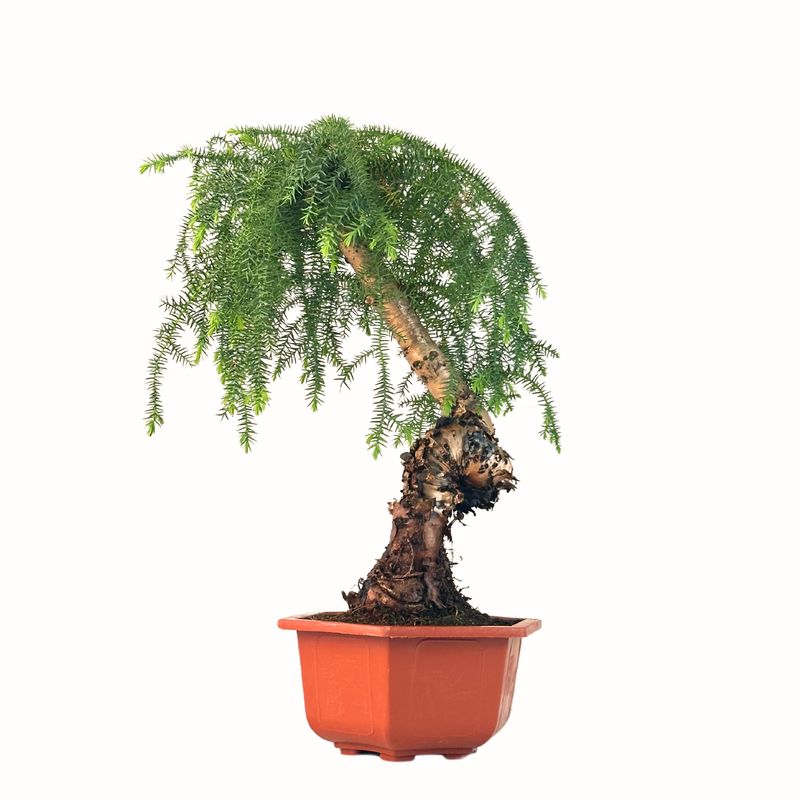 Araucaria Cunninghamii &quot;Hexagon&quot; P26