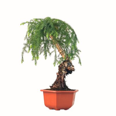 Araucaria Cunninghamii &quot;Hexagon&quot; P26