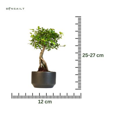 Ulmus Parvifolia bonsai (Chinese elm)  P12