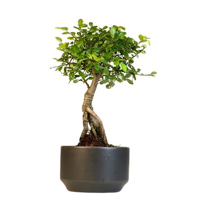 Ulmus Parvifolia bonsai (Chinese elm)  P12