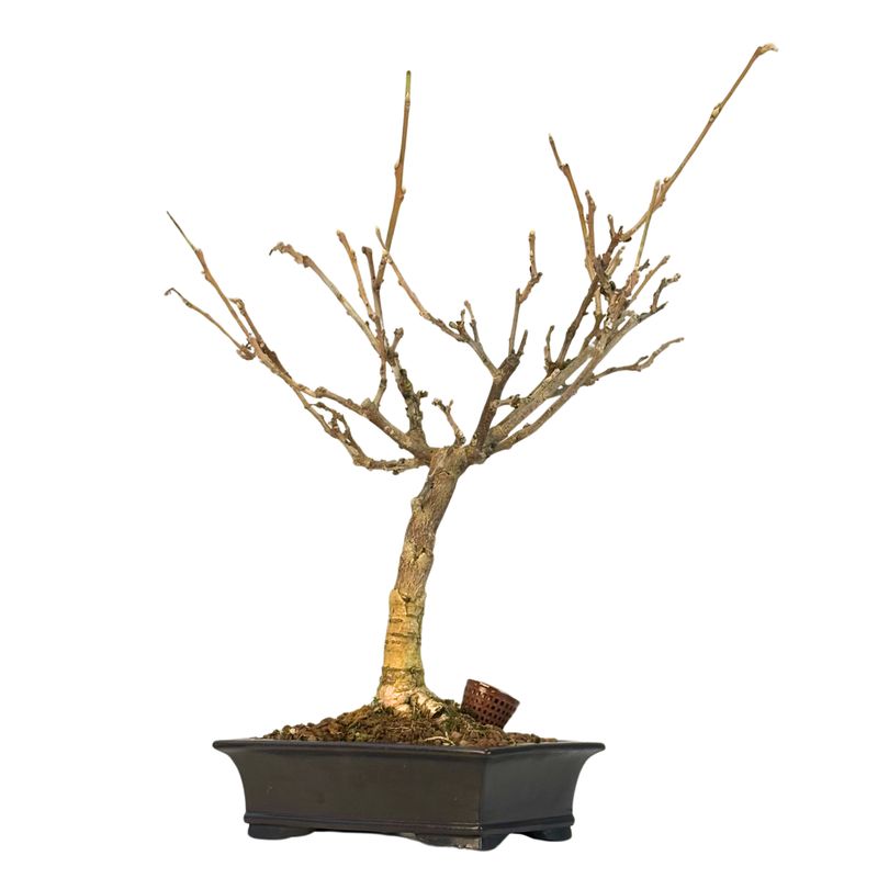 Wisteria Floribunda bonsai P25