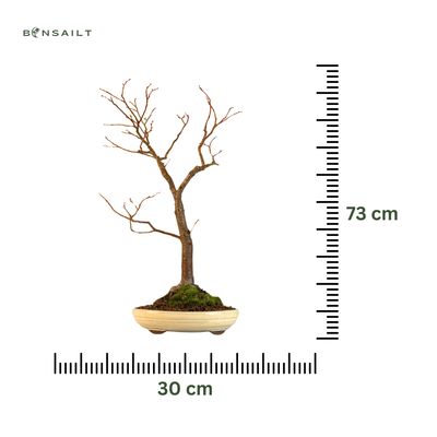 Bonsai lipa (Tilia) P30