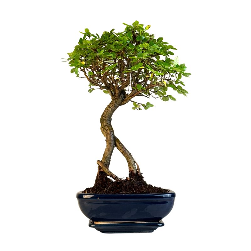Ulmus Parvifolia bonsai (Chinese elm)  P20 K002
