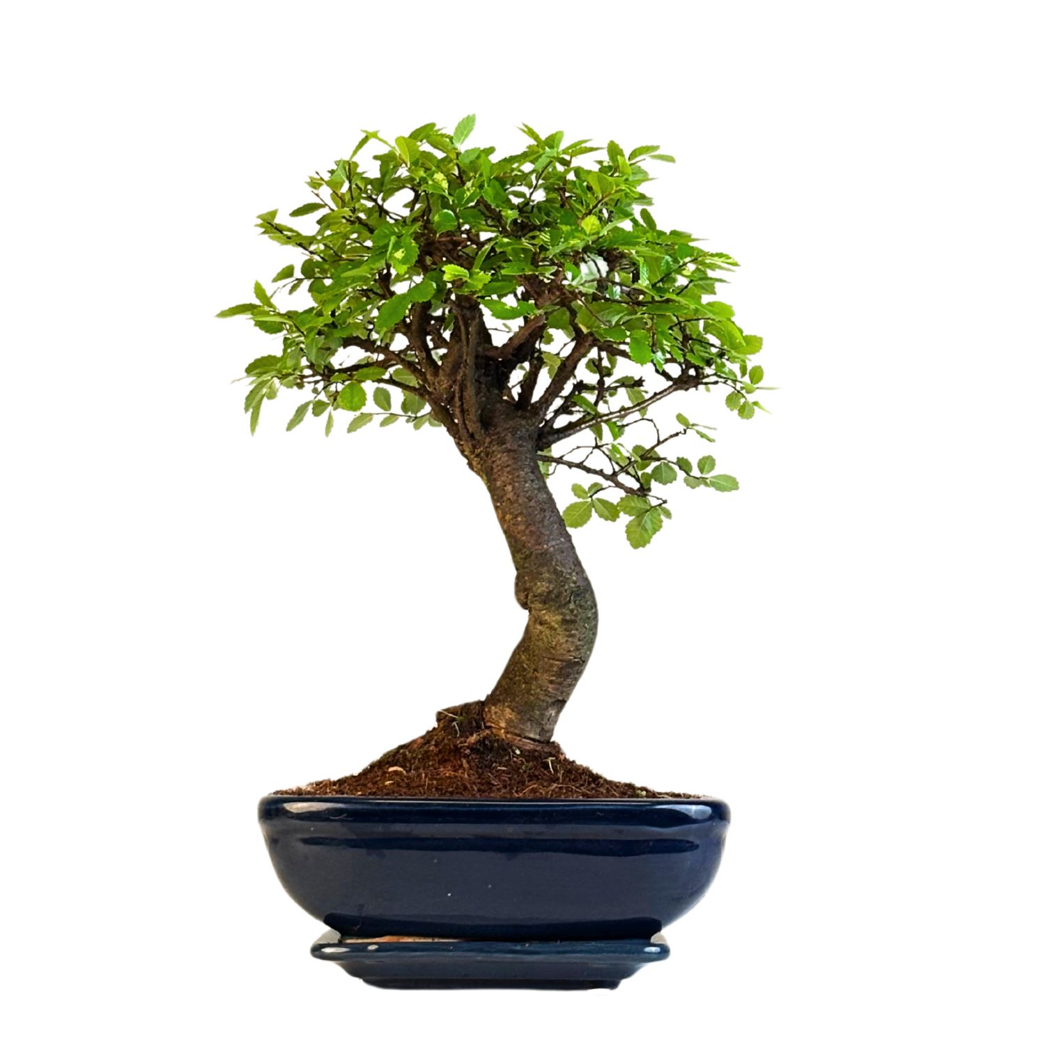 Ulmus Parvifolia bonsai (Chinese elm)  P20 K003