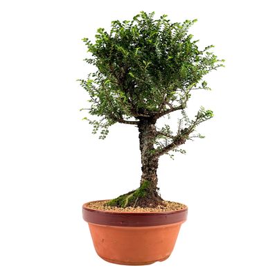 Ulmus Hokkaido bonsai P23