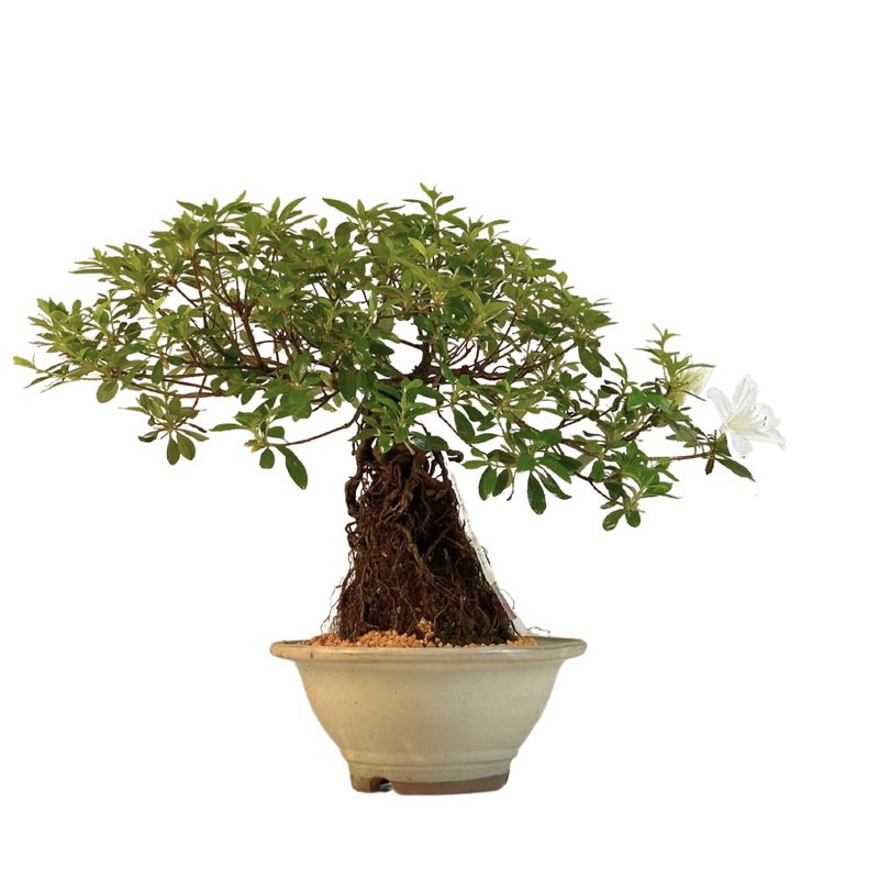 Japońska Satsuki Azalia Neagari  (Odsłonięte korzenie)  Ai - no - Tsuki