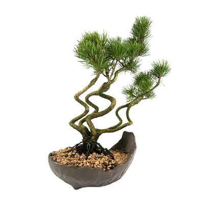 Sosna biała Japońska P18 x5