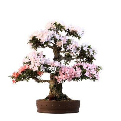 Japońska Satsuki Azalia Bonsai P35