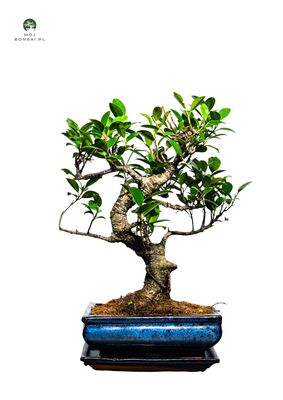 Ficus Bonsai P20 S