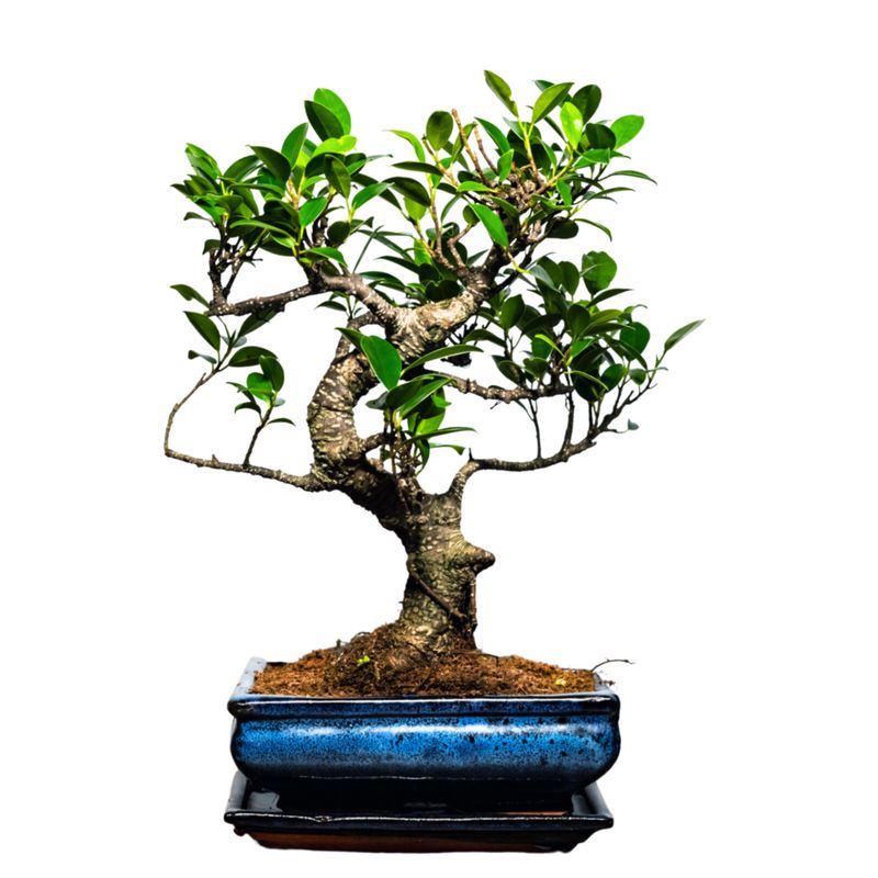 Ficus Bonsai P20 S