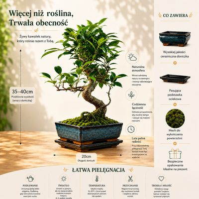 Ficus Bonsai P20 S
