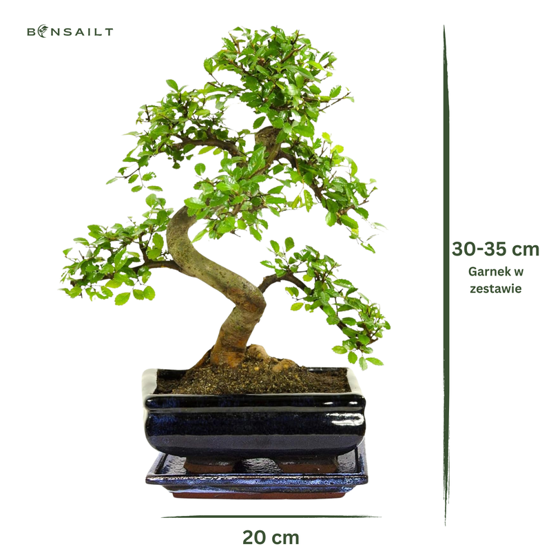 Ulmus Parvifolia bonsai (Chinese elm)  P20 S