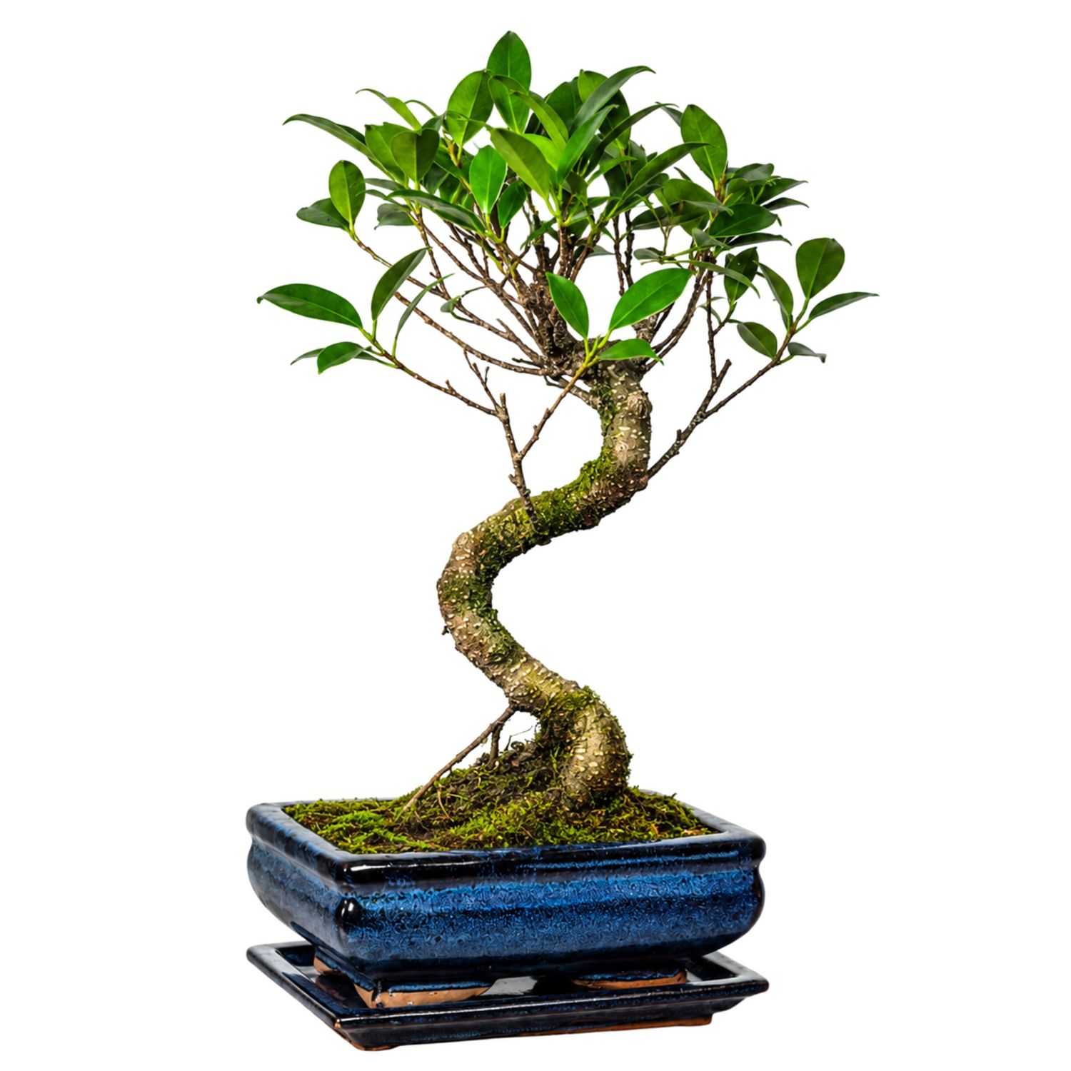 Ficus Bonsai P15 S