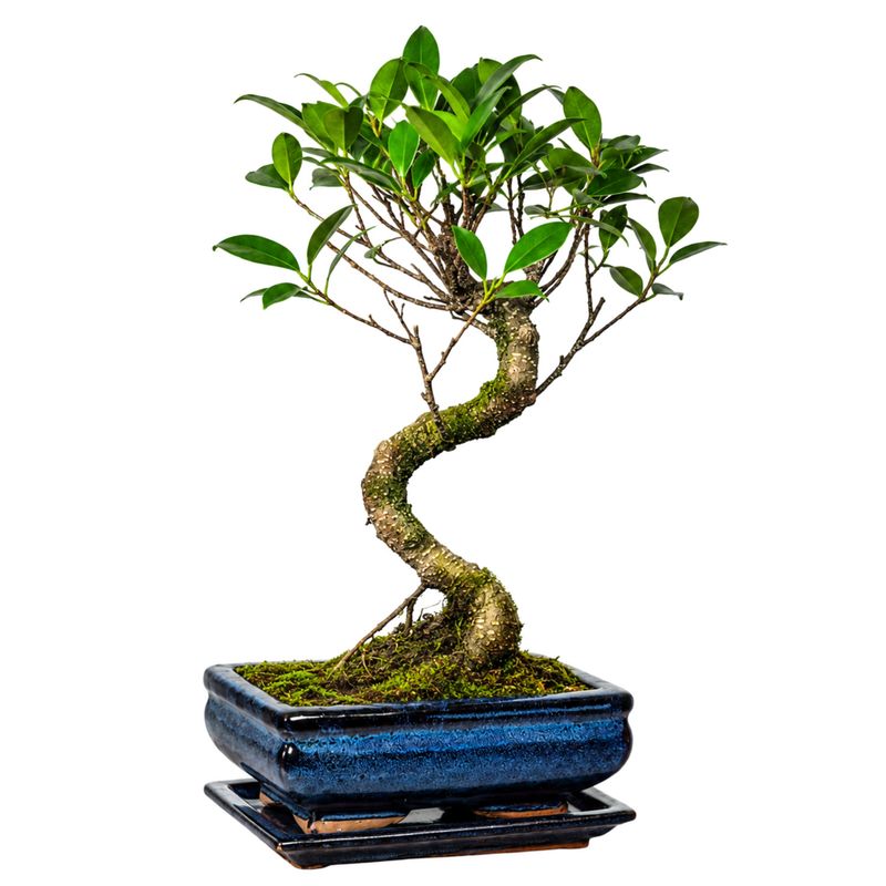 Ficus Bonsai P15 S