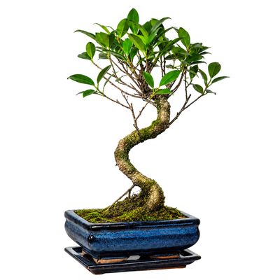 Ficus Bonsai P15 S