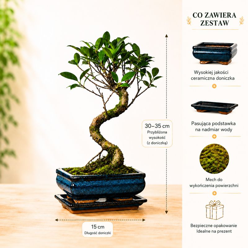 Ficus Bonsai P15 S