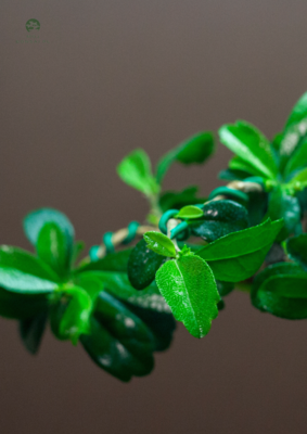 Carmona Bonsai Drzewo herbaciane w kształcie litery S P15
