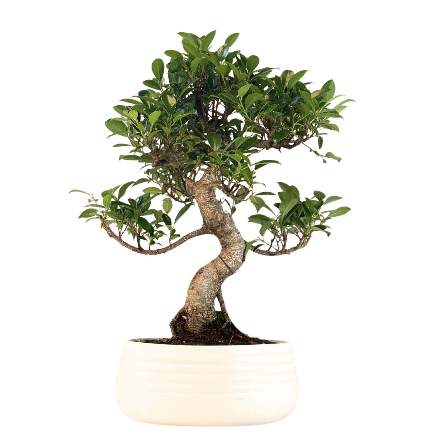 Ficus Bonsai P25 S ECO