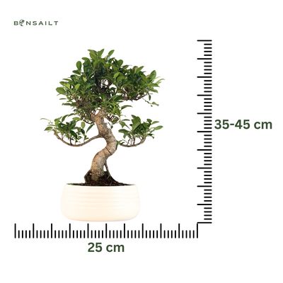Ficus Bonsai P25 S ECO