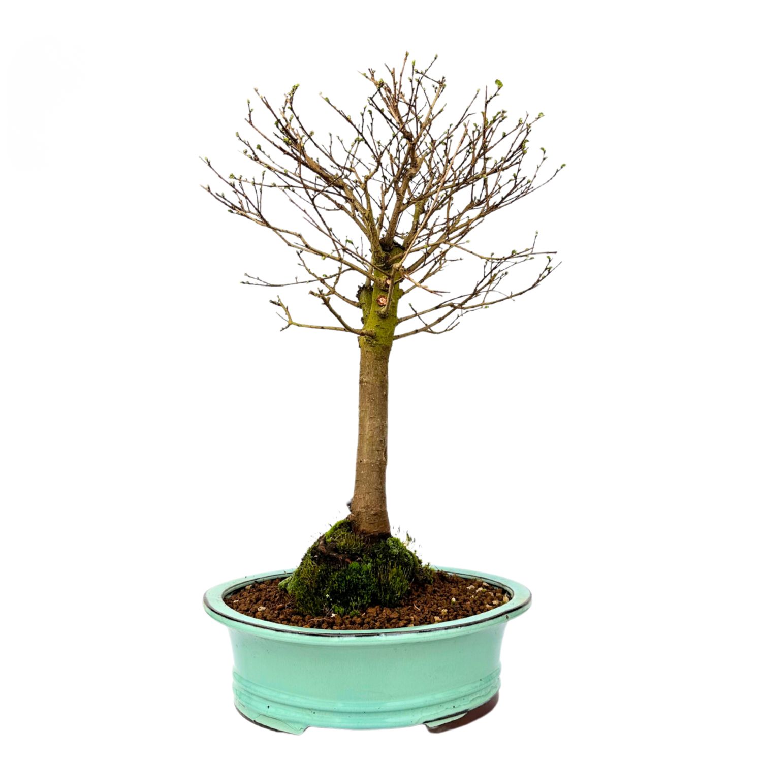 Zelkova Nire drzewo bonsai P29