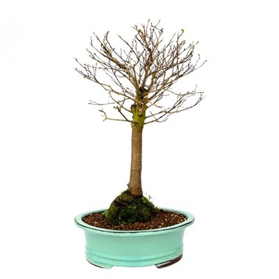 Zelkova Nire drzewo bonsai P29