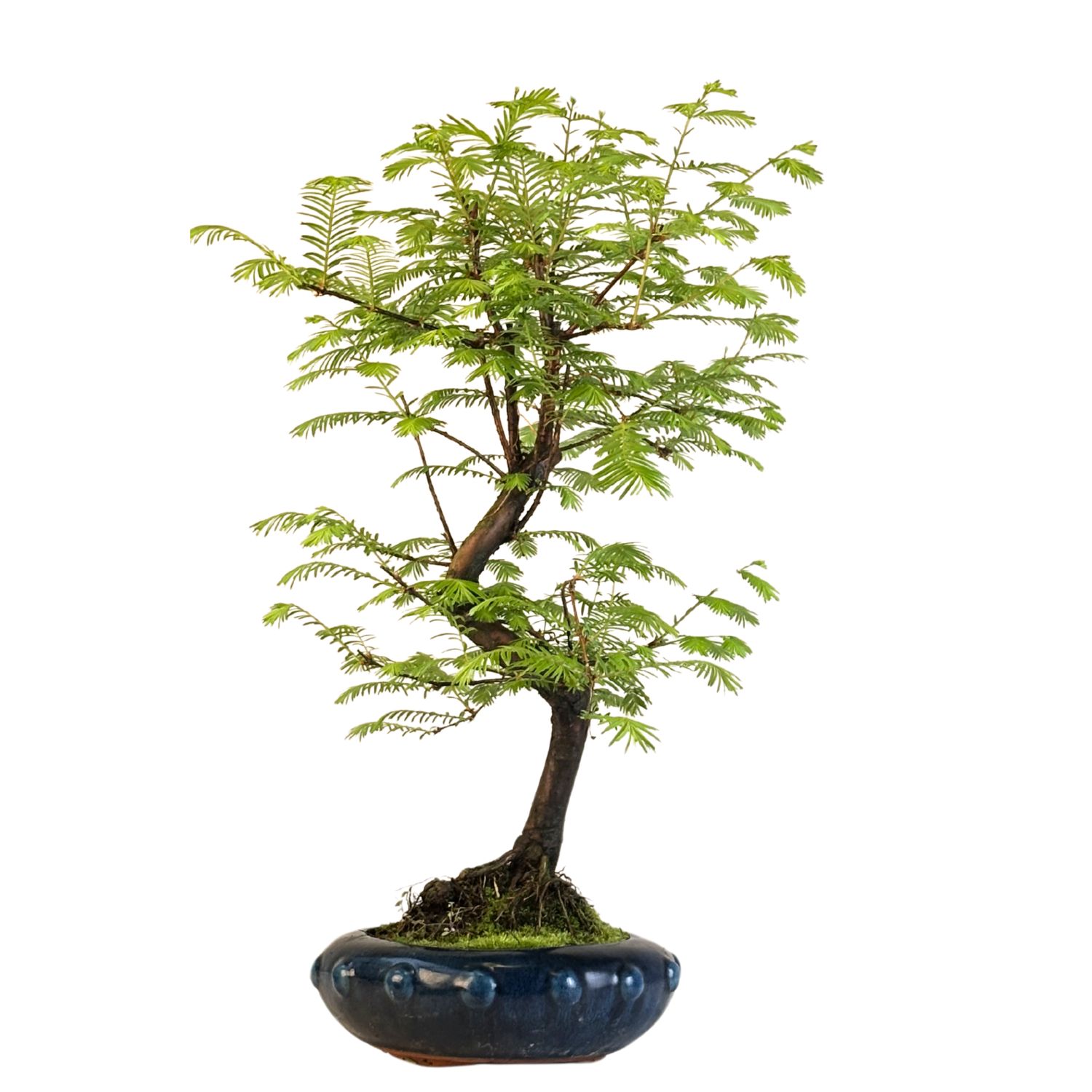 Metasequoia Bonsai P20