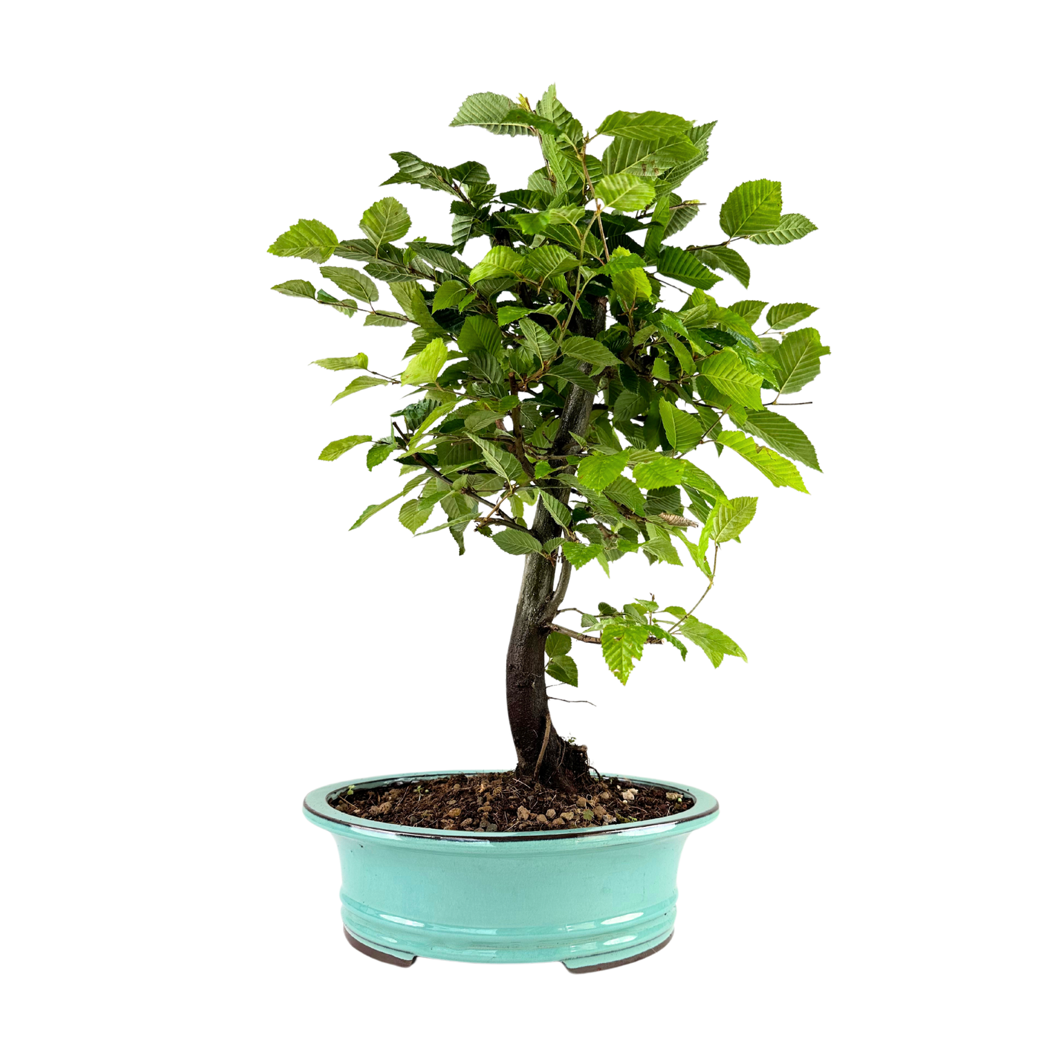 Grab Bonsai P29 Carpinus