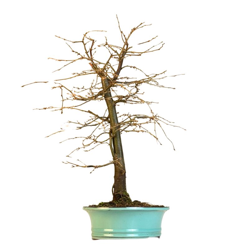 Grab Bonsai P29 Carpinus