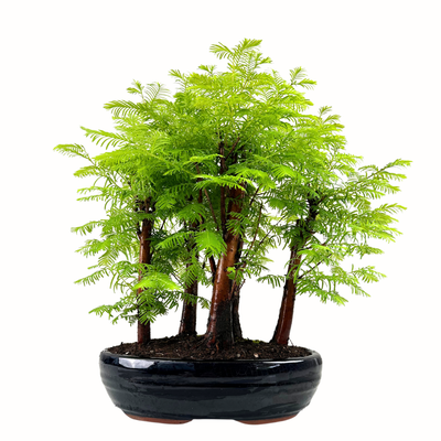 Las bonsai Metasequoia P26