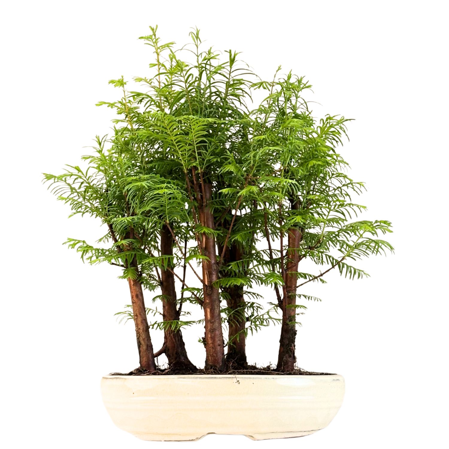 Las bonsai Metasequoia P26 MM26