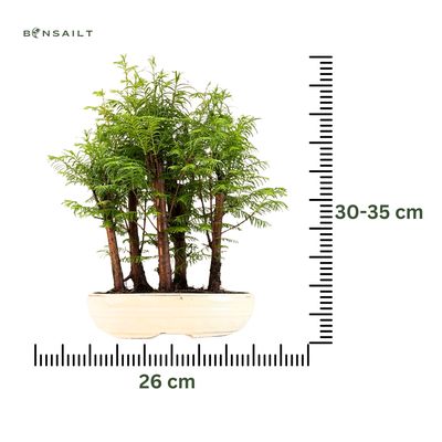 Las bonsai Metasequoia P26