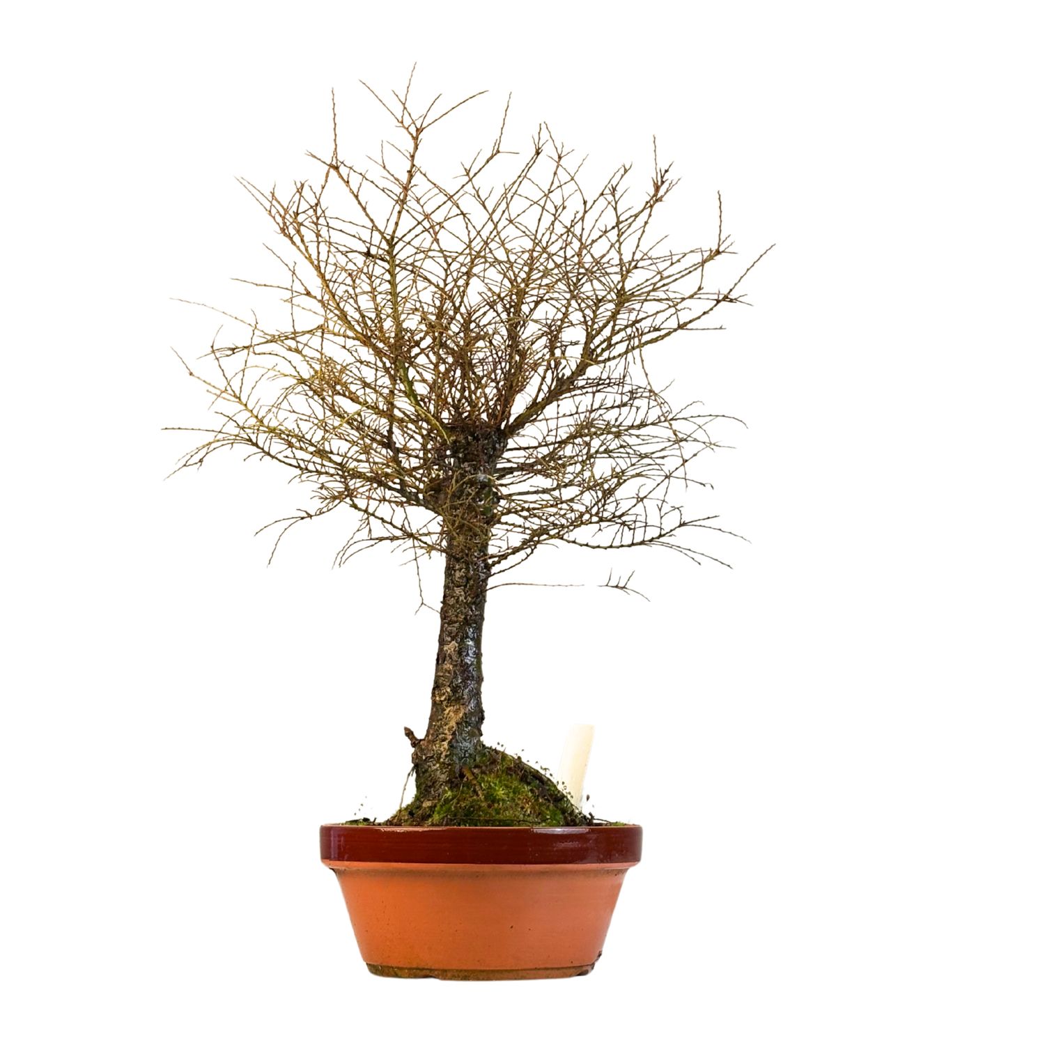 Ulmus Hokkaido bonsai P23