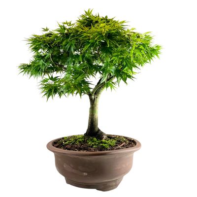Acer Bonsai Palmatum Sharp Pigmy P40