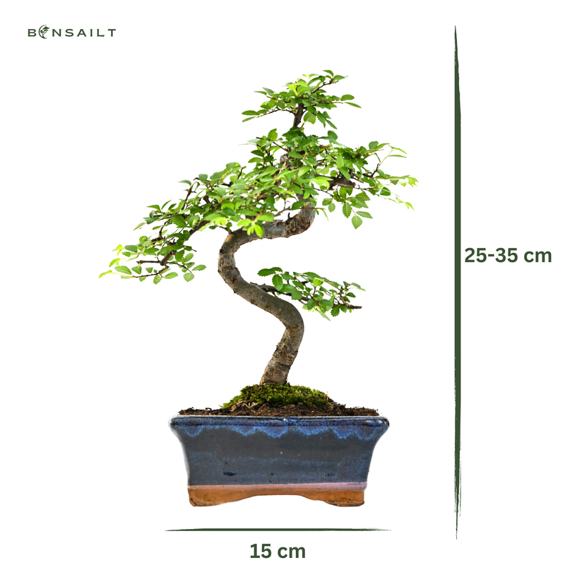 Ulmus Parvifolia bonsai (Chinese elm)  P15 S z obcinaczkami do liści, nożyczkami i nawozem do bonsai