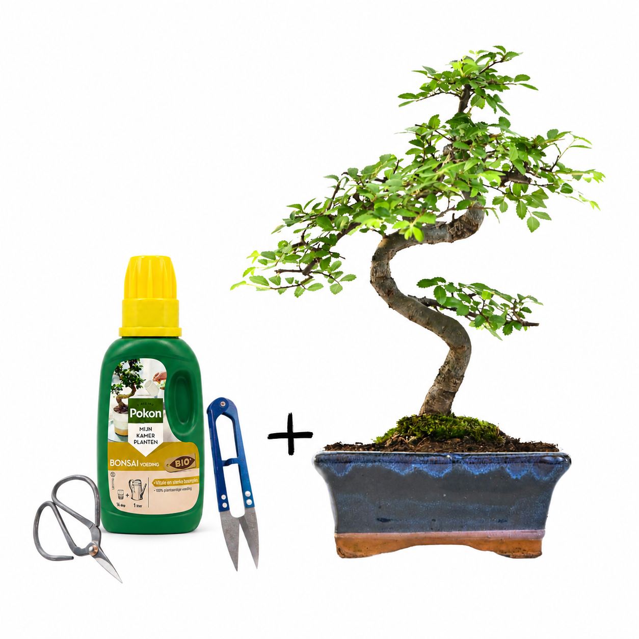 Ulmus Parvifolia bonsai (Chinese elm)  P15 S z obcinaczkami do liści, nożyczkami i nawozem do bonsai
