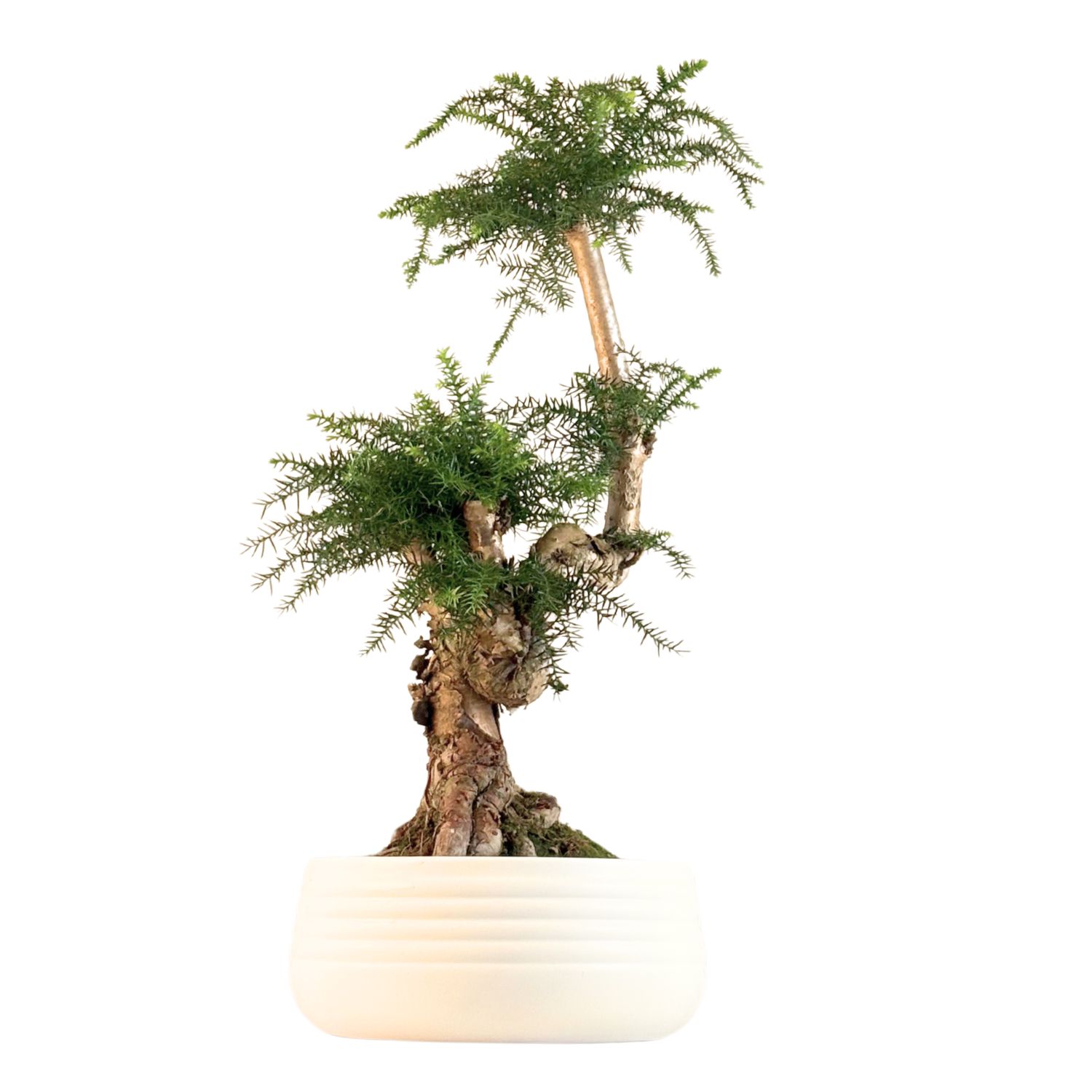 Araukaria Cunninghamii Bonsai P25