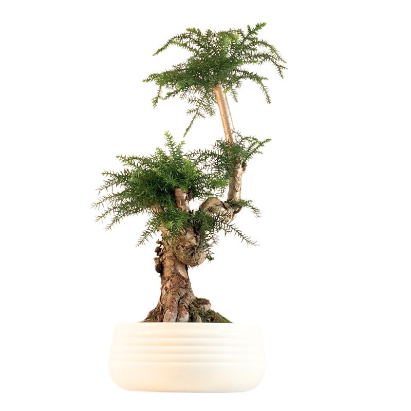 Araukaria Cunninghamii Bonsai P25