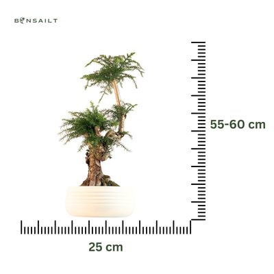 Araukaria Cunninghamii Bonsai P25