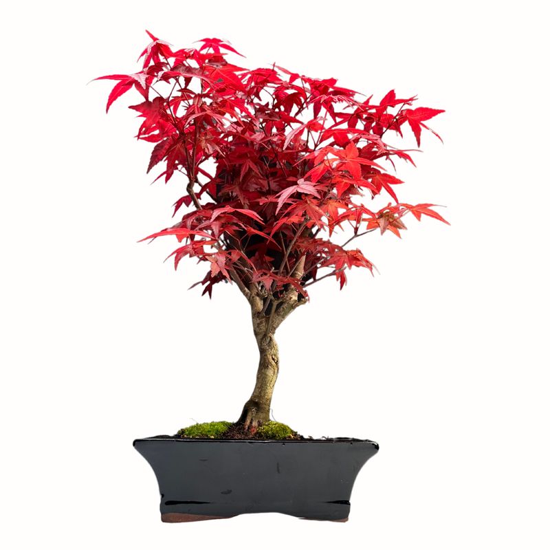Bonsai Klon japoński Acer Deshojo P20