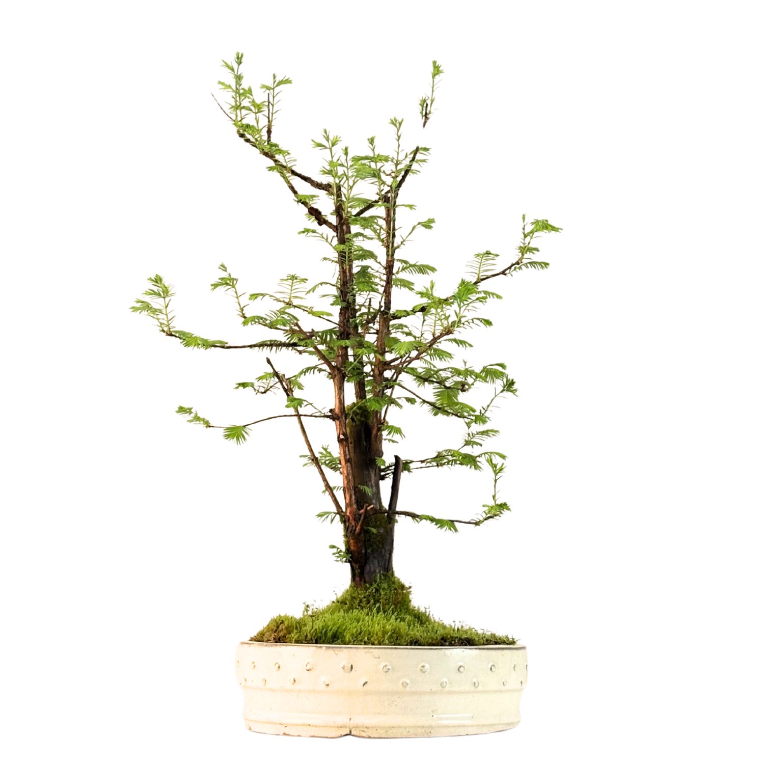 Metasekwoja chińska bonsai ( Metasequoia bonsai ) P28