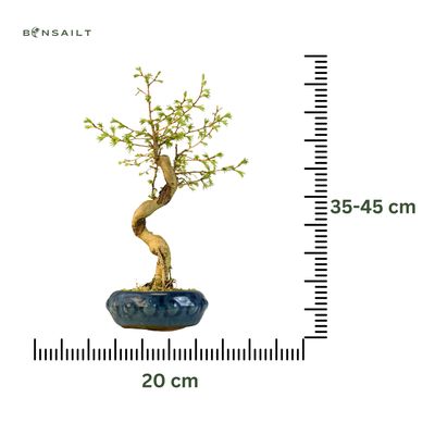 Pseudolarix Bonsai (Modrzew złocisty) P20