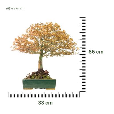 Bonsai Klon japoński - Kiyohime z Japonii P33