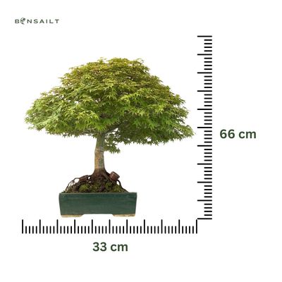 Bonsai Klon japoński - Kiyohime z Japonii P33