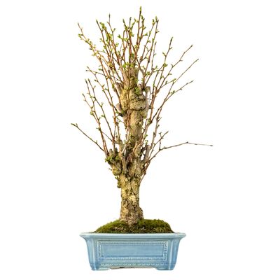 Ginkgo Biloba bonsai P32 Japan