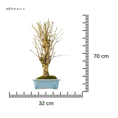 Ginkgo Biloba bonsai P32 Japan