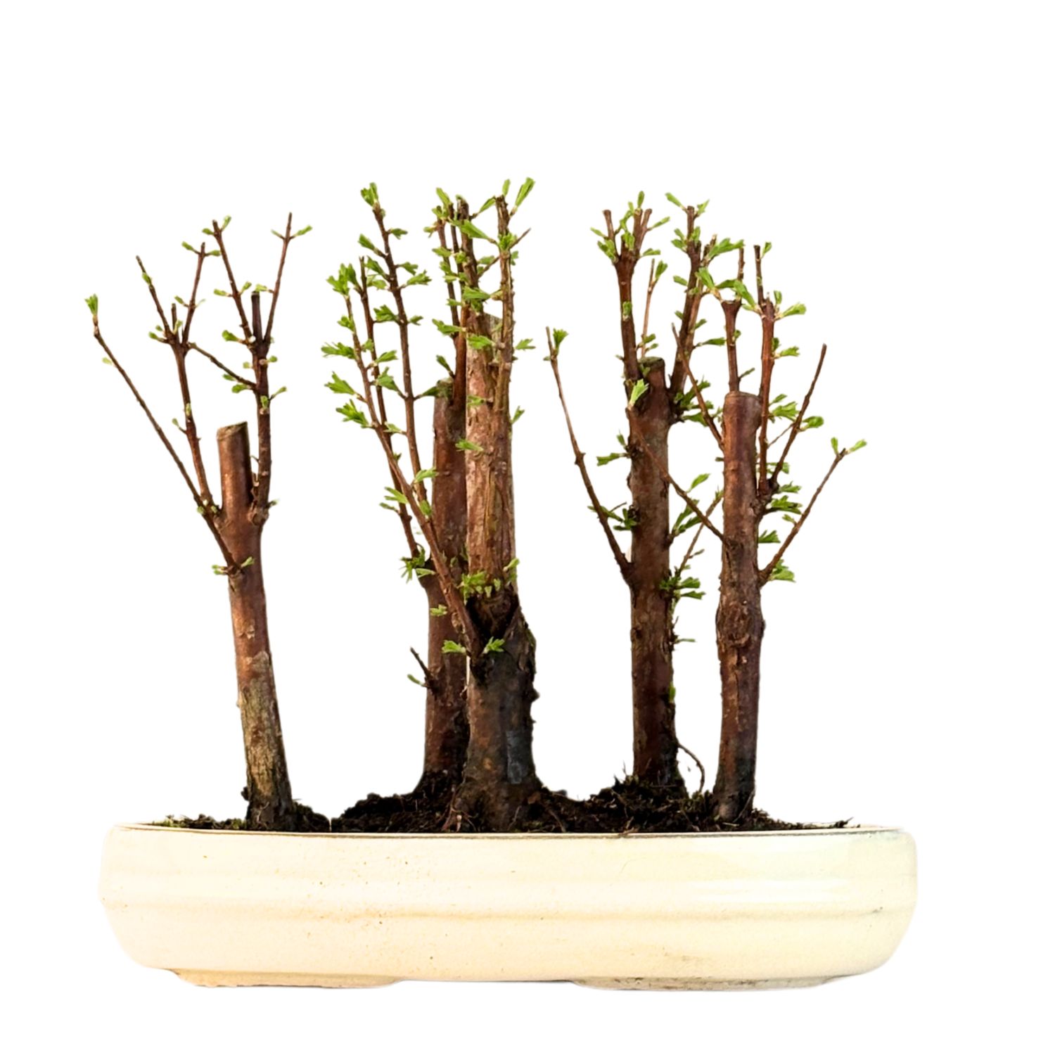 Las bonsai Metasequoia P25