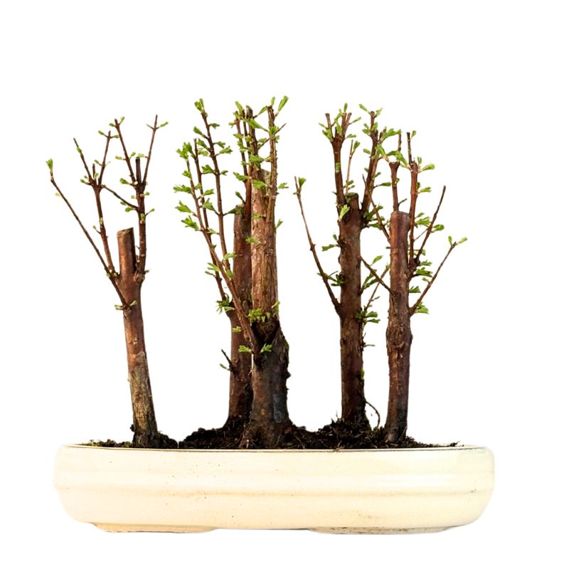 Las bonsai Metasequoia P25