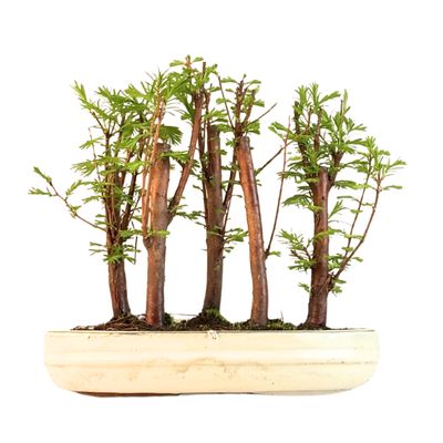 Las bonsai Metasequoia P25