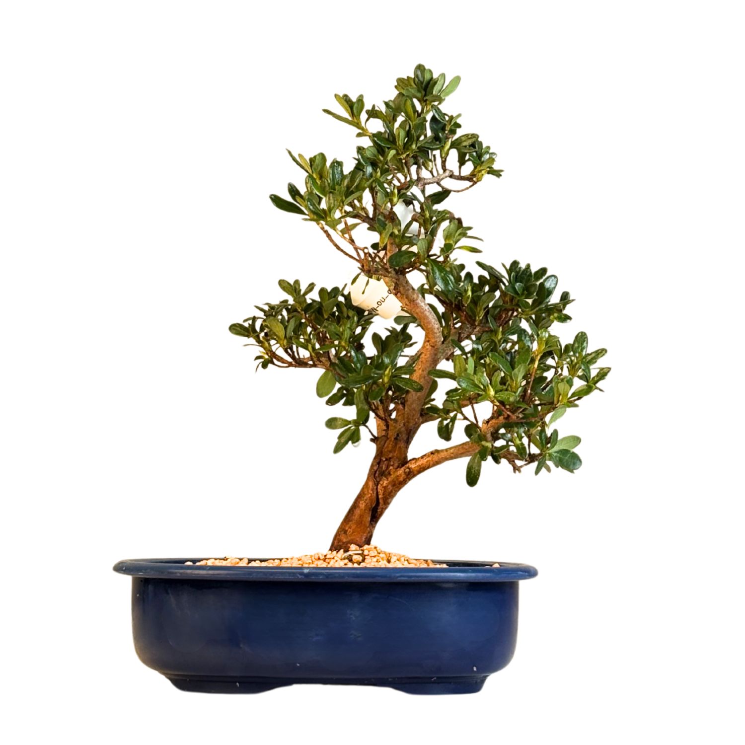 Japońska Satsuki Azalia Bonsai doniczce P23 cm ,,Shiko-no-Mai''